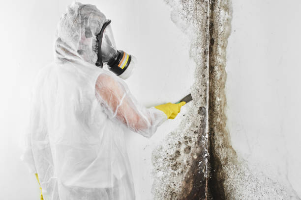 Best Mold Cleaning Services  in Monroe, UT