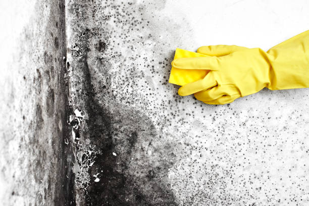 Mold Removal and Inspection in Monroe, UT