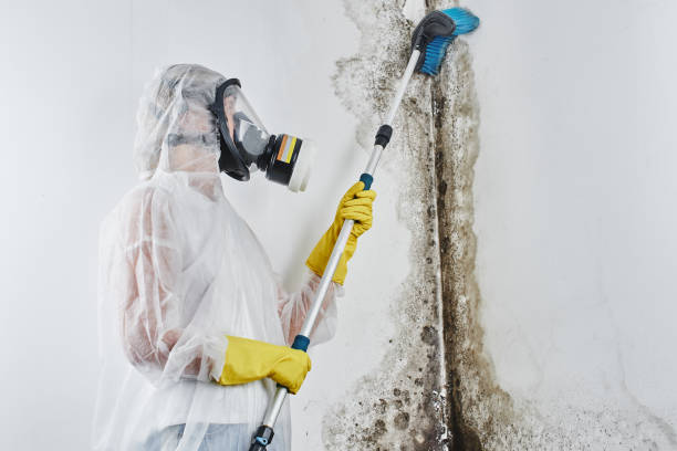 Professional Mold Removal in Monroe, UT
