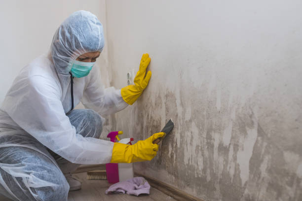Best Fast Mold Removal  in Monroe, UT