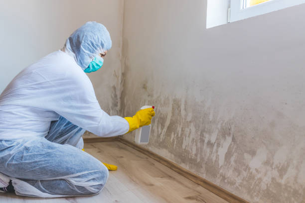 Best Certified Mold Removal  in Monroe, UT