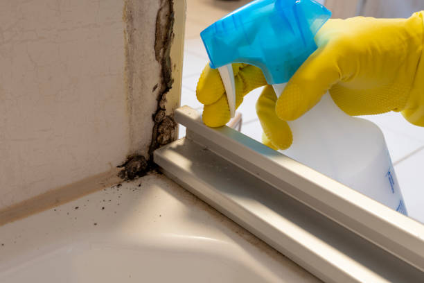 Mold Removal Process in Monroe, UT
