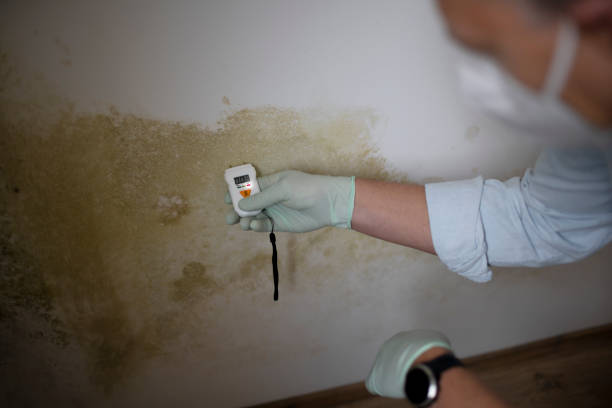 Best Mold Removal and Inspection  in Monroe, UT