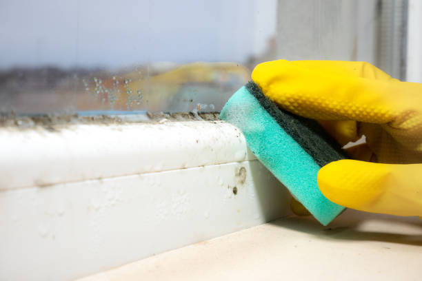 Best Local Mold Removal Service  in Monroe, UT