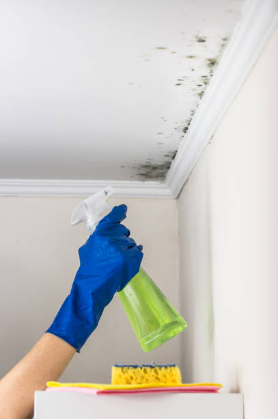 Best Mold Remediation  in Monroe, UT