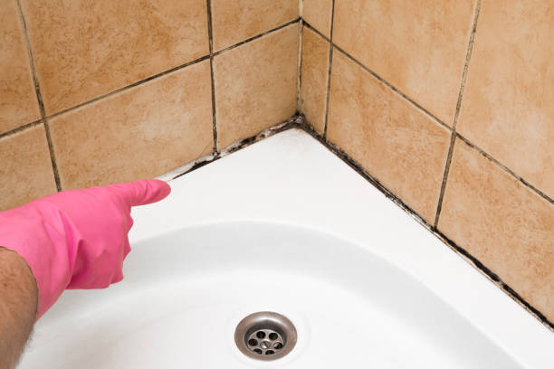 Best Same-Day Mold Removal  in Monroe, UT