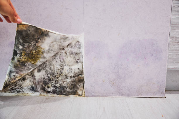 Best Mold Remediation  in Monroe, UT